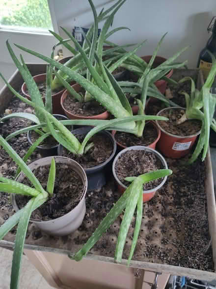 Photo of free Aloe Vera plants in Horringer (IP29 Horringer) #1