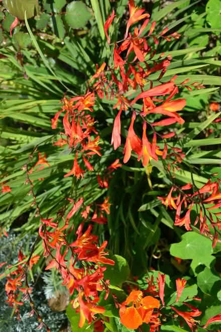 Photo of free Crocosmia bulbs/plant (Glenrothes KY7) #2