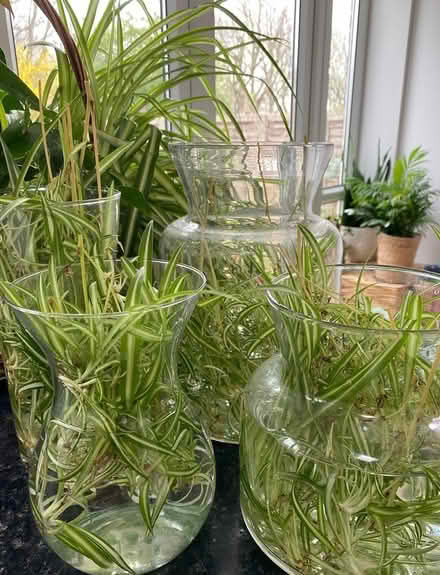Photo of free Spider Plant Baby Spiderettes (Cheshunt EN7) #1