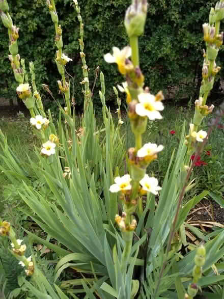 Photo of free Sisyrinchium plants (Sudbury CO10) #1
