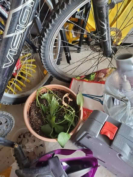 Photo of free In door plants (Heartland) #2