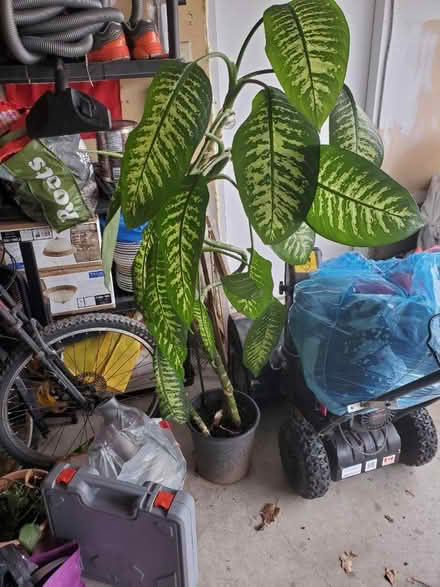 Photo of free In door plants (Heartland) #1