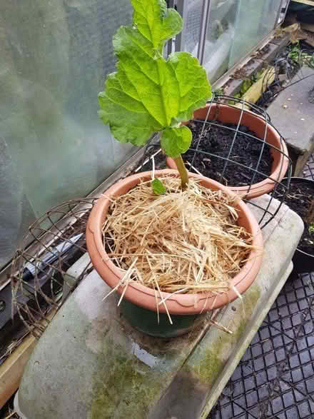 Photo of free Rhubarb Plants (Loughborough LE11) #2