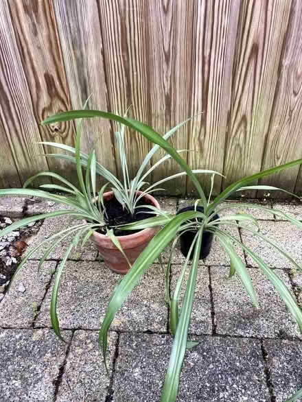 Photo of free Three spider plants (Caldecott OX14) #2