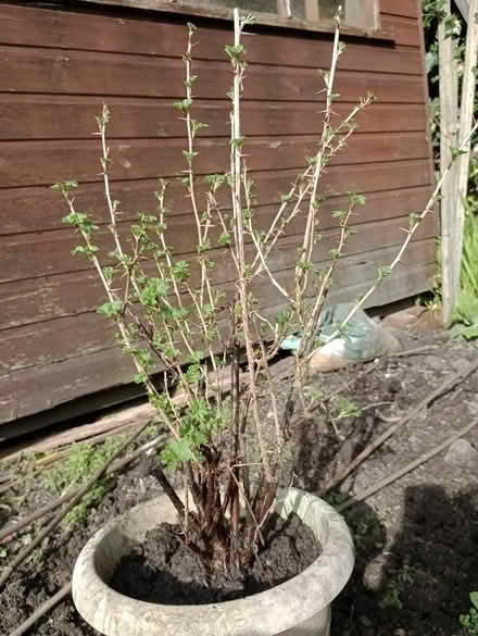 Photo of free Gooseberry plant (Hoole CH2) #1