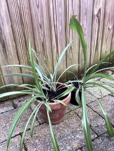 Photo of free Three spider plants (Caldecott OX14) #3