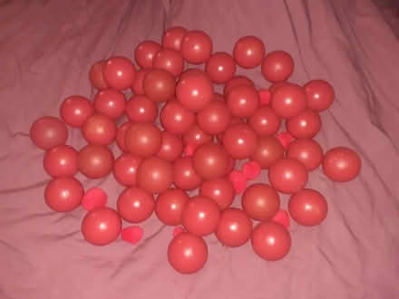 Photo of free 48 red Ball Pond balls (Lower Higham ME3) #1