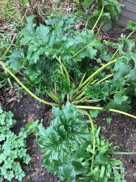 Photo of free Architectural Plants (GU11) #2