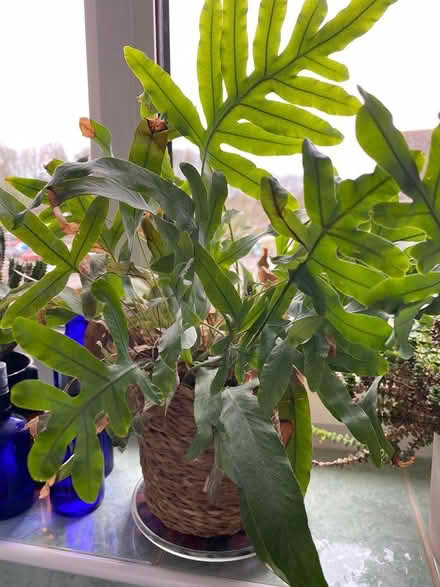Photo of free House plants (Warminster BA12) #2