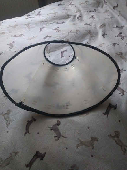 Photo of free Medical Dog Cone (Gosport PO12) #3