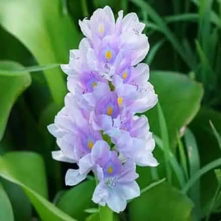 Photo of free Water hyacinths (Poway CA) #1