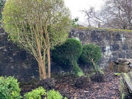Photo of free Mature shaped bushes (Stirling FK8) #1