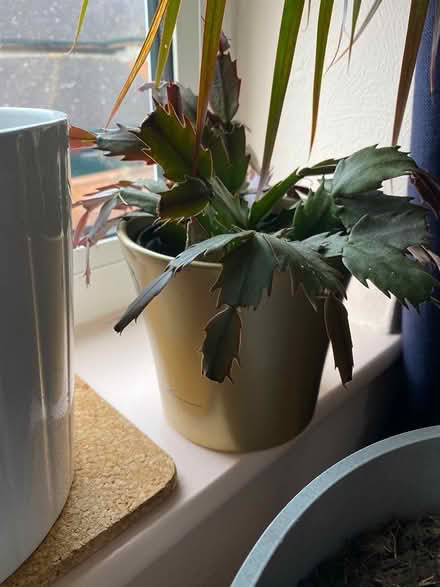 Photo of free House plants (Warminster BA12) #3