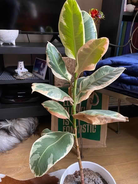 Photo of free House plants (Warminster BA12) #1