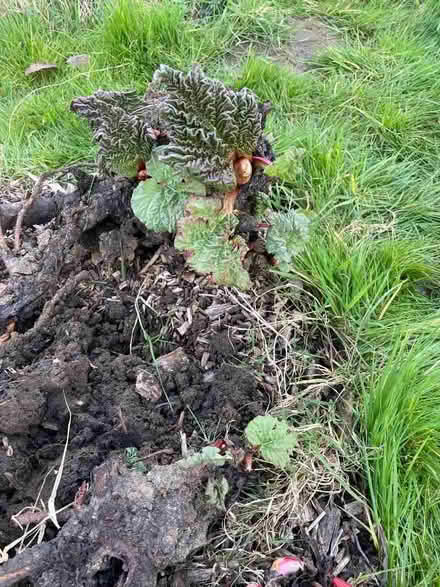 Photo of free Rhubarb (Risinghurst OX3) #1