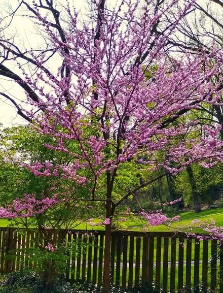 Photo of free Young Eastern Redbud trees (near Forest Glen Metro) #1