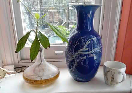 Photo of free Blue vase and avocado plant in vase (Tufnell Park) #1
