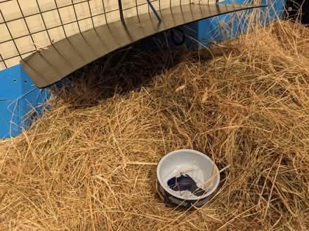 Photo of free Guinea pig huts caves for indoor run (Ranmoor S10) #4