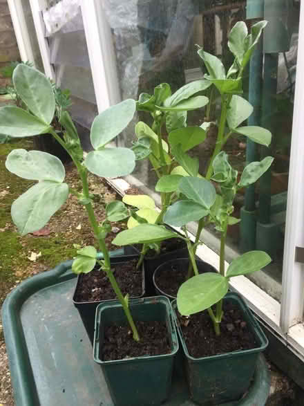 Photo of free Broad bean plants (Tunbridge Wells S. TN2) #1