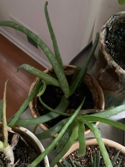 Photo of free Aloe Plants need a new home (Asbury Park- Ocean Township) #3