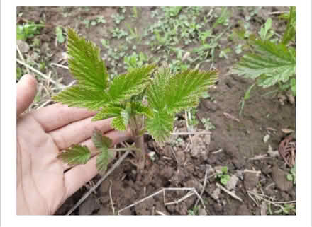 Photo of Raspberry plant offshoots (Edinburgh EH11) #1