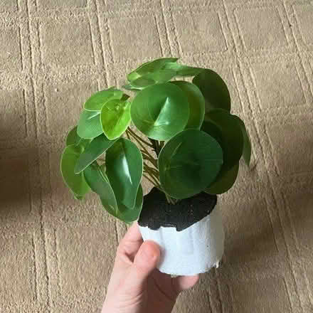 Photo of free Fake flowers/plants (Southport PR9) #3