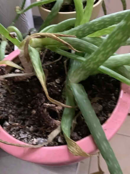 Photo of free Aloe Plants need a new home (Asbury Park- Ocean Township) #4