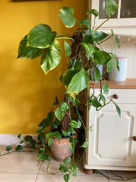 Photo of free Devil’s Ivy Plant Plus Pot (Bath BA2) #1