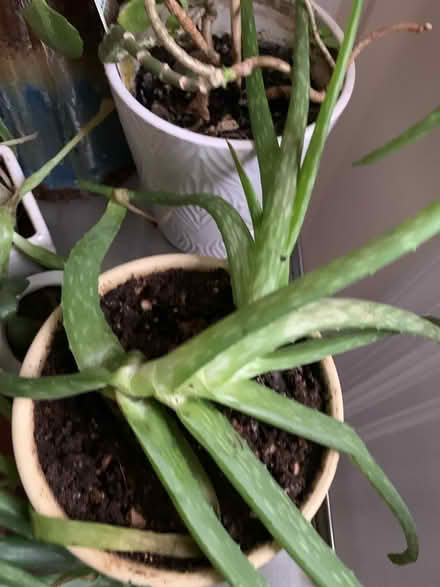 Photo of free Aloe Plants need a new home (Asbury Park- Ocean Township) #1