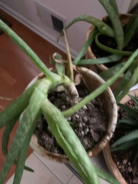 Photo of free Aloe Plants need a new home (Asbury Park- Ocean Township) #2