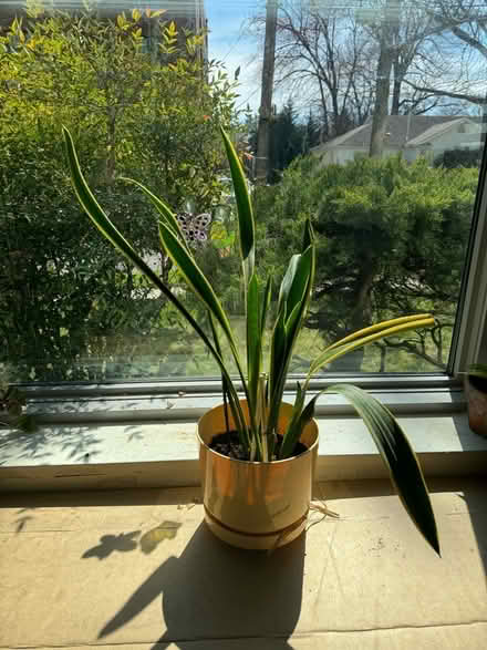 Photo of free Plants (20008, near BreadFurst) #3