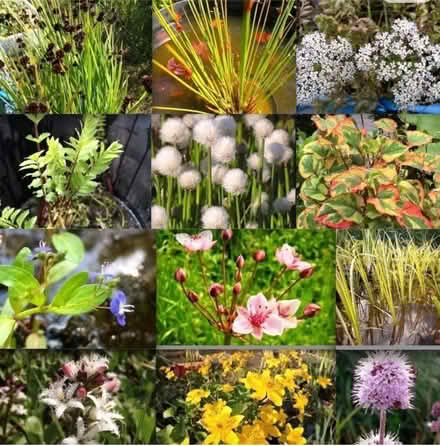 Photo of Pond Plant Cuttings, Offshoots, etc (Bramley) #1