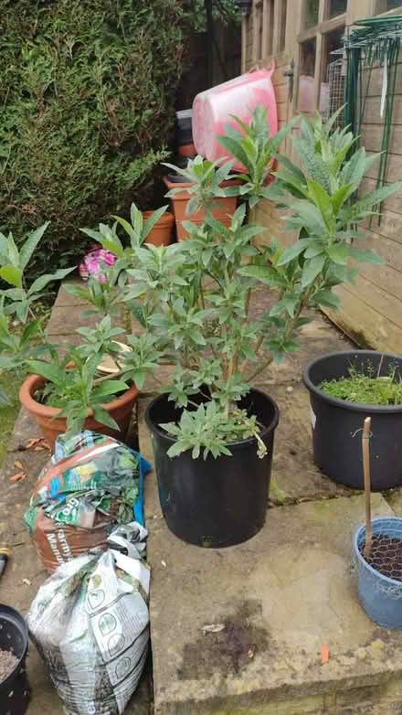 Photo of free Buddleia (Croham CR2) #1