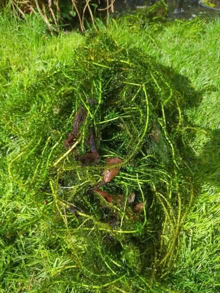 Photo of free Pond weed (ME15) #1