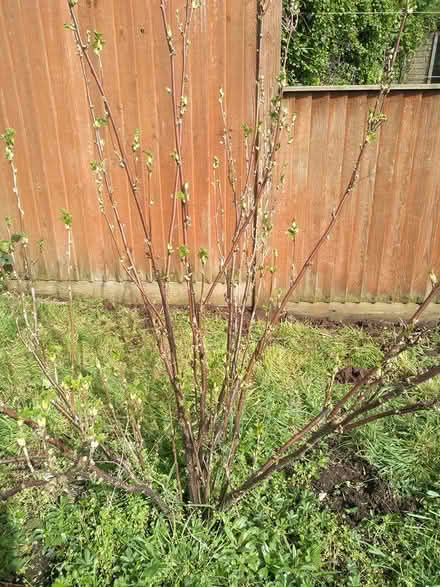 Photo of free Fruit bushes (Wells) #2