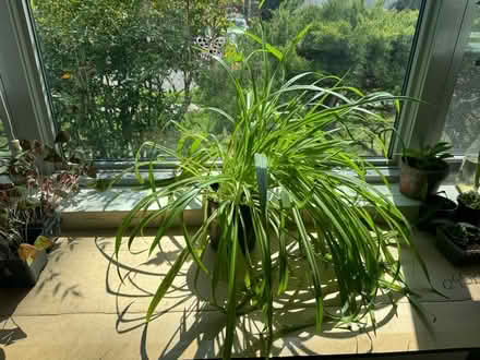 Photo of free Plants (20008, near BreadFurst) #1