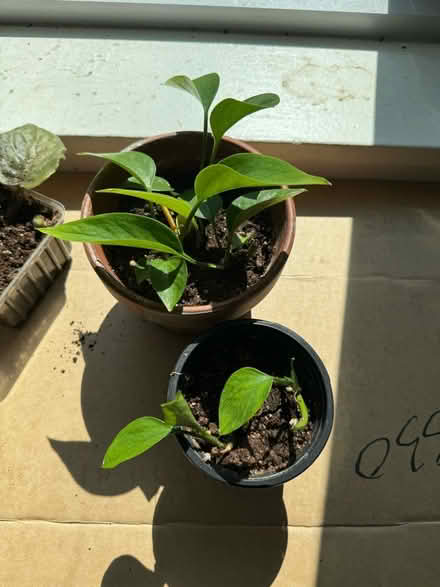 Photo of free Plants (20008, near BreadFurst) #2