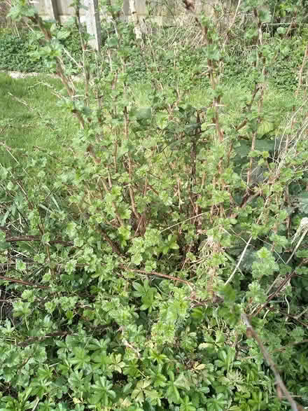 Photo of free Fruit bushes (Wells) #1
