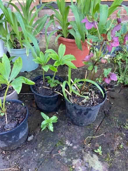 Photo of free Plants: hellebores, day lilies and species geraniums (The Folders Lane Estate RH15) #1