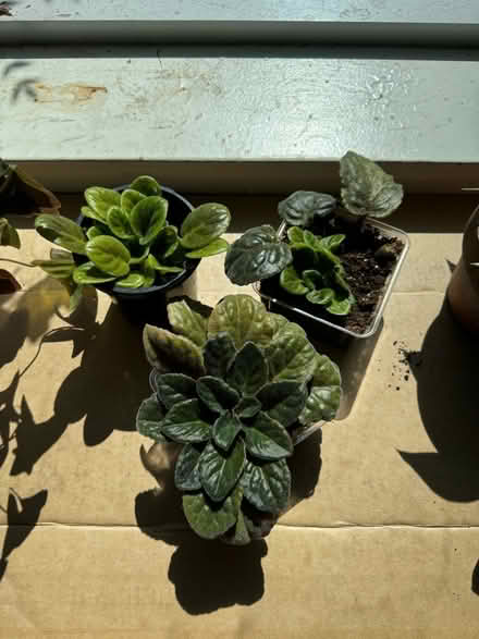 Photo of free Plants (20008, near BreadFurst) #4