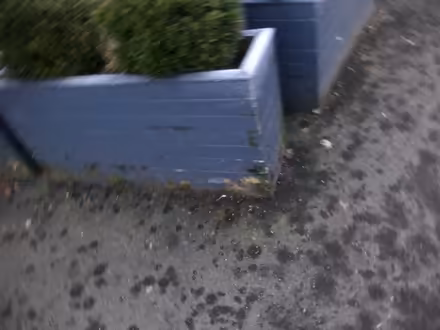 Photo of free 5 big planters. With soil (but not the bushes) (Pooley Bridge CA10) #3