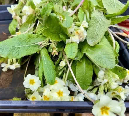 Photo of free Primrose (Two Dales DE4) #1