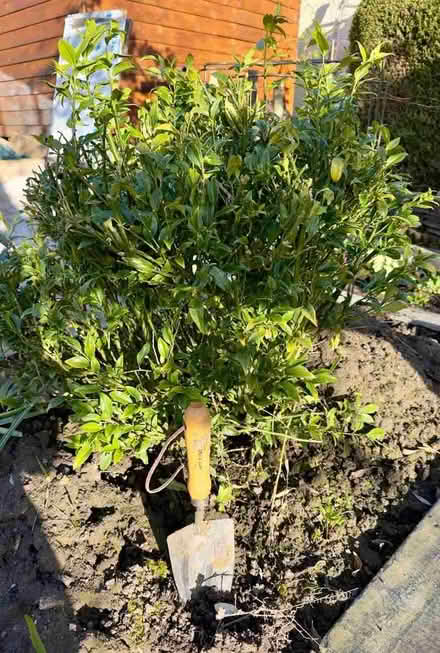 Photo of free Sarcococca (Two Dales DE4) #1
