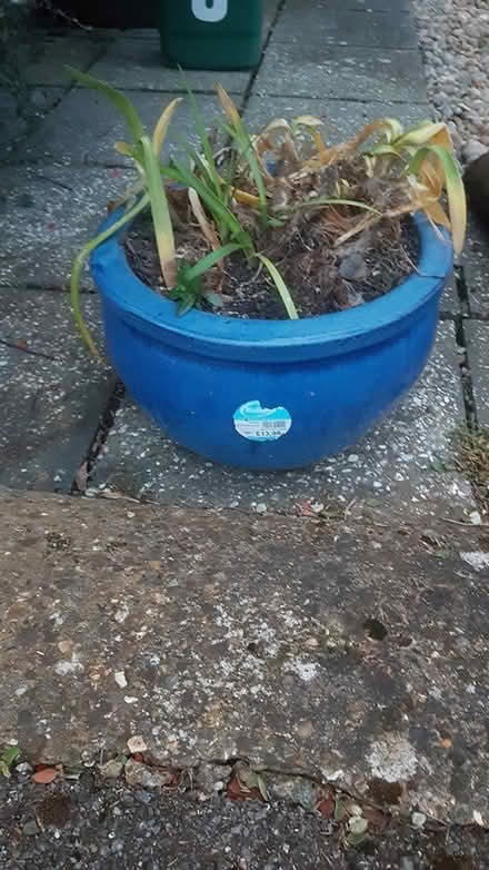 Photo of free Large Blue glazed plant pot (Staines-Upon-Thames, TW18) #1