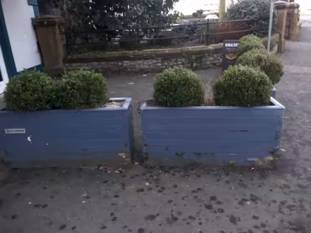Photo of free 5 big planters. With soil (but not the bushes) (Pooley Bridge CA10) #2