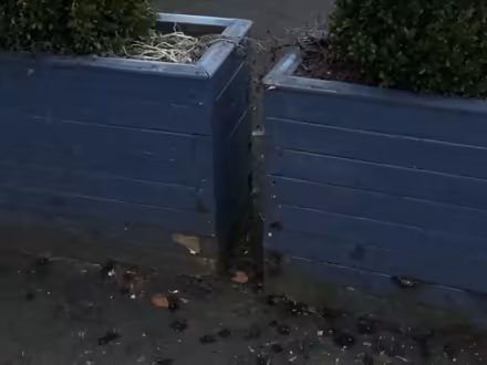 Photo of free 5 big planters. With soil (but not the bushes) (Pooley Bridge CA10) #1