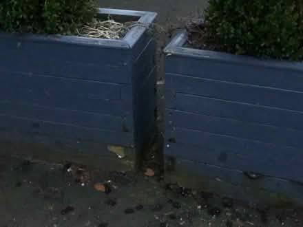 Photo of free 5 big planters. With soil (but not the bushes) (Pooley Bridge CA10) #1