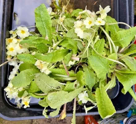 Photo of free Primrose (Two Dales DE4) #2