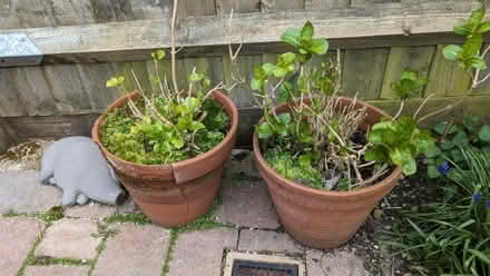 Photo of free 2 x hydrangeas (Calverton MK19) #1