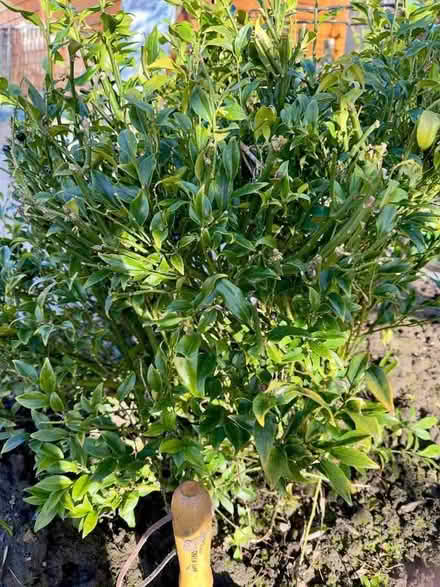 Photo of free Sarcococca (Two Dales DE4) #2